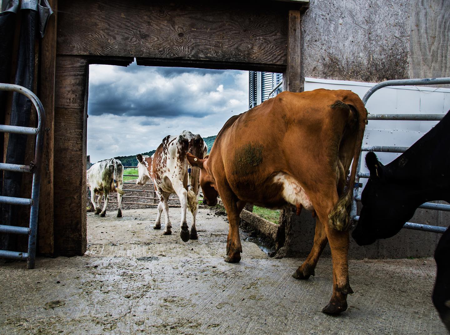 Kriemhild Dairy Farms