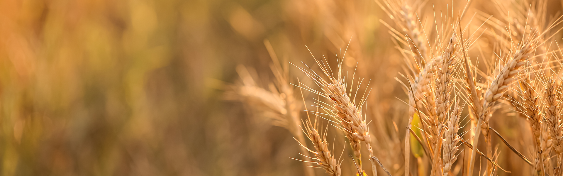 Grain Crop background image