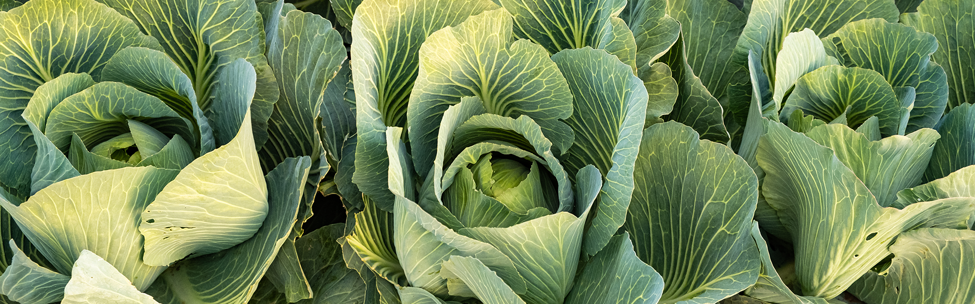 Vegetables and Horticultural background image
