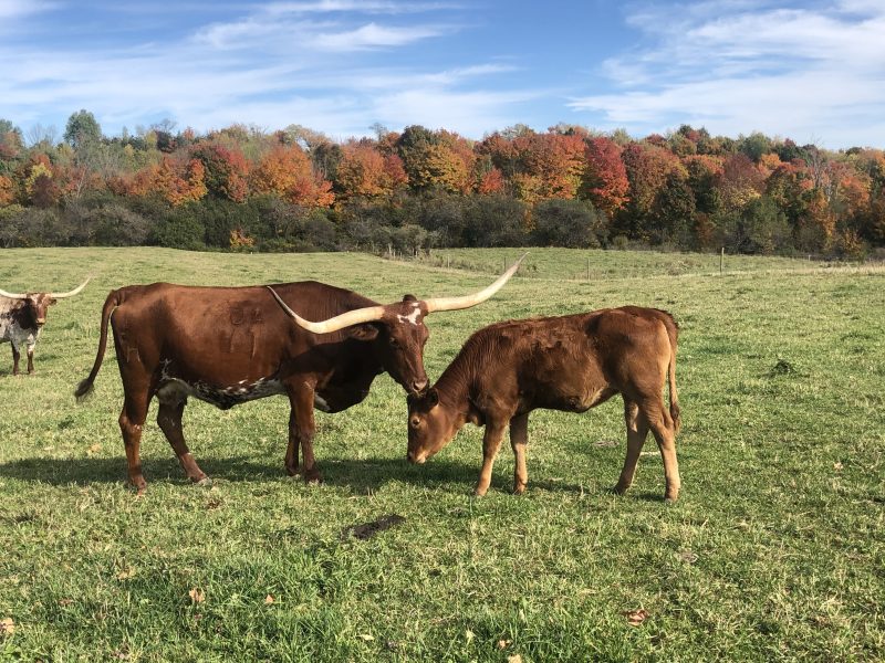 Albanese Texas Longhorns