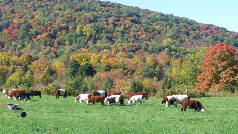 Creekside Meadows Farm