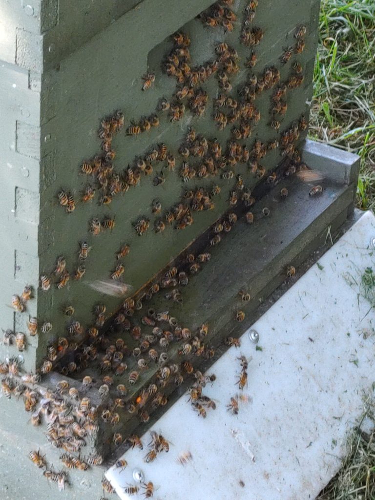 Bees on board