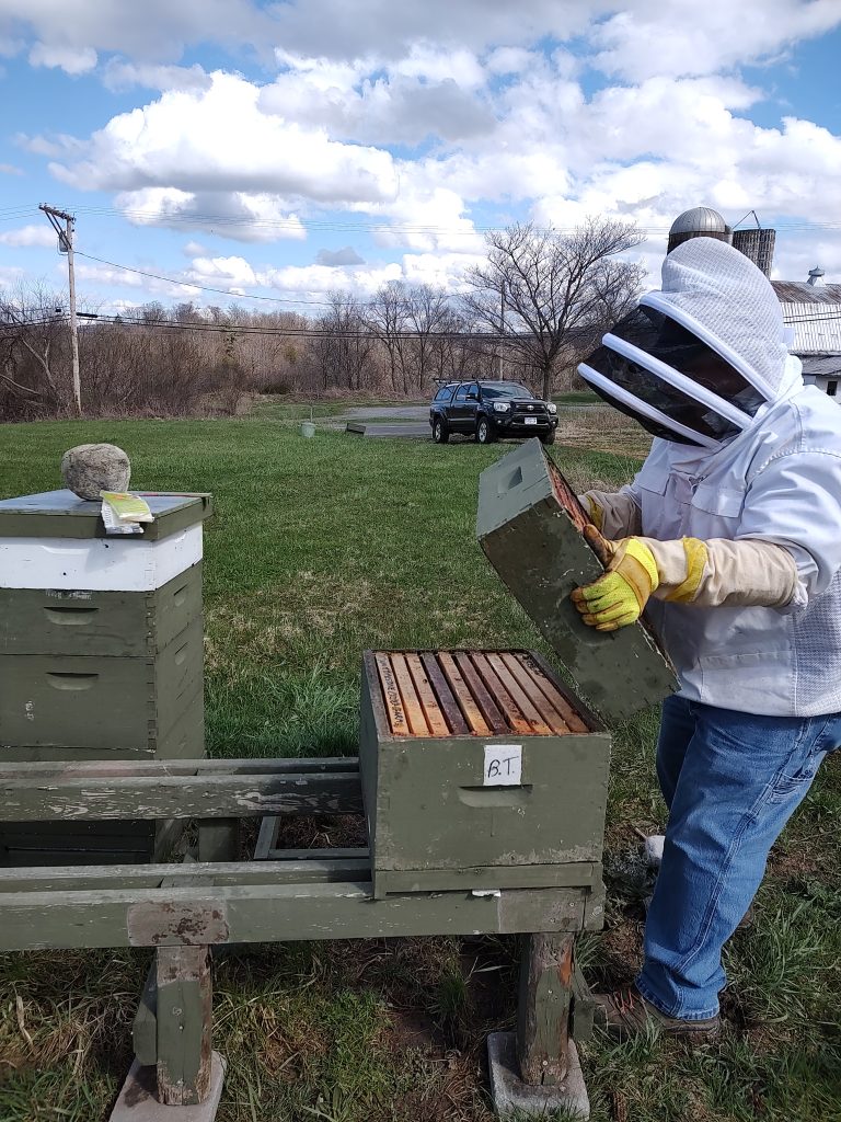 Beekeeper pulling raw honey