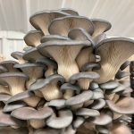 Fruit of the Fungi Fruit of the Fungi