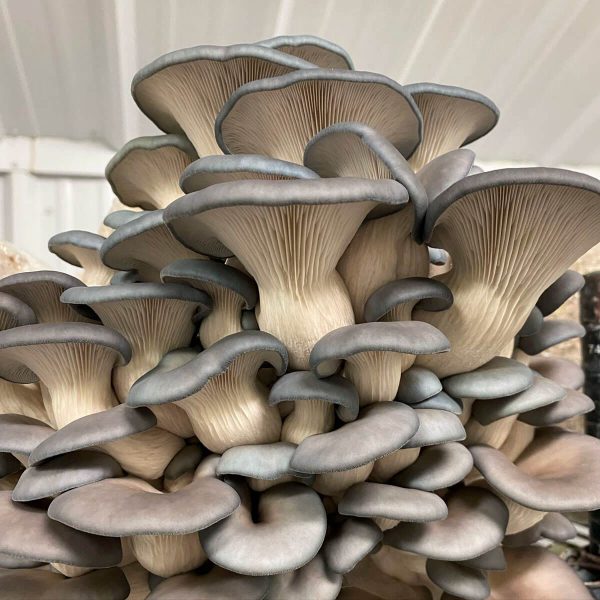 Fruit of the Fungi Fruit of the Fungi