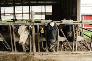 cows in barn